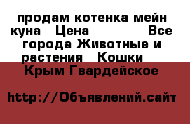 продам котенка мейн-куна › Цена ­ 35 000 - Все города Животные и растения » Кошки   . Крым,Гвардейское